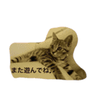 ＊ねこねここねこ＊（個別スタンプ：24）