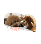 コハクの日常会話（個別スタンプ：1）