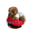コハクの日常会話（個別スタンプ：3）
