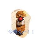 コハクの日常会話（個別スタンプ：11）