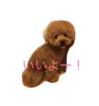 コハクの日常会話（個別スタンプ：14）