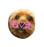 モグのつぶやき♥（個別スタンプ：1）