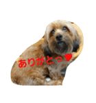 モグのつぶやき♥（個別スタンプ：19）