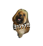 モグのつぶやき♥（個別スタンプ：20）