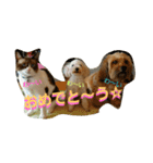 モグのつぶやき♥（個別スタンプ：39）