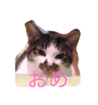 hanachyanka（個別スタンプ：4）