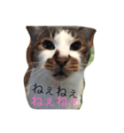 hanachyanka（個別スタンプ：6）