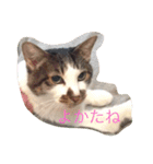 hanachyanka（個別スタンプ：12）