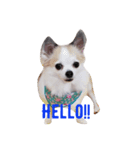 ふくちよのご挨拶（個別スタンプ：1）