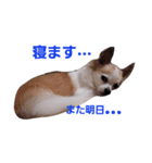 ふくちよのご挨拶（個別スタンプ：7）