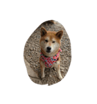 友達の犬（個別スタンプ：1）