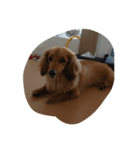 友達の犬（個別スタンプ：2）