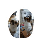 友達の犬（個別スタンプ：6）
