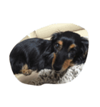 友達の犬（個別スタンプ：7）