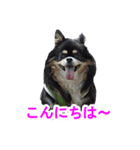 まんまるチワワ②（個別スタンプ：1）