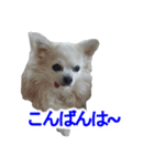 まんまるチワワ②（個別スタンプ：3）