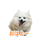 まんまるチワワ②（個別スタンプ：4）