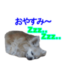 まんまるチワワ②（個別スタンプ：5）