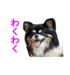 まんまるチワワ②（個別スタンプ：6）