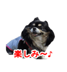 まんまるチワワ②（個別スタンプ：7）