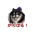 まんまるチワワ②（個別スタンプ：8）