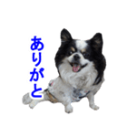 まんまるチワワ②（個別スタンプ：9）