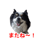 まんまるチワワ②（個別スタンプ：10）