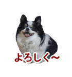 まんまるチワワ②（個別スタンプ：14）