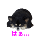 まんまるチワワ②（個別スタンプ：16）