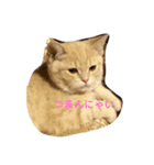 ニャンず！（個別スタンプ：2）