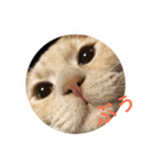 ニャンず！（個別スタンプ：5）