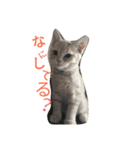ニャンず！（個別スタンプ：6）