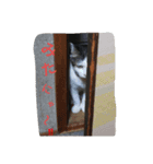 nya_go_dog_cat_5（個別スタンプ：3）