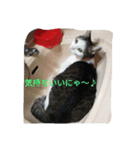 nya_go_dog_cat_5（個別スタンプ：6）