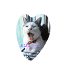 nya_go_dog_cat_5（個別スタンプ：7）
