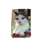 nya_go_dog_cat_5（個別スタンプ：8）