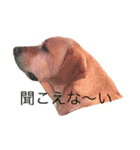 猫と犬となんとなくリス（個別スタンプ：1）