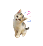 猫と犬となんとなくリス（個別スタンプ：2）