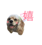猫と犬となんとなくリス（個別スタンプ：5）