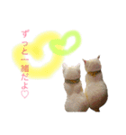 猫と犬となんとなくリス（個別スタンプ：11）