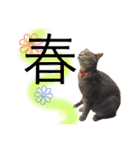 猫と犬となんとなくリス（個別スタンプ：12）