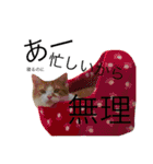 猫と犬となんとなくリス（個別スタンプ：13）