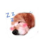 猫と犬となんとなくリス（個別スタンプ：16）