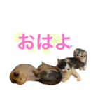 猫と犬となんとなくリス（個別スタンプ：22）
