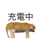 猫と犬となんとなくリス（個別スタンプ：26）