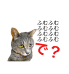 猫と犬となんとなくリス（個別スタンプ：29）
