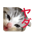 猫と犬となんとなくリス（個別スタンプ：31）
