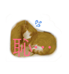 猫と犬となんとなくリス（個別スタンプ：32）
