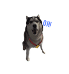Husky Crazy Boom（個別スタンプ：1）