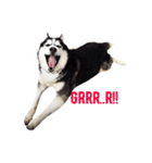 Husky Crazy Boom（個別スタンプ：2）
